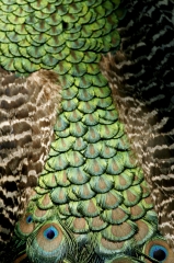 peacock 2